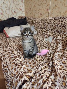 Марсей и Мышка🐾