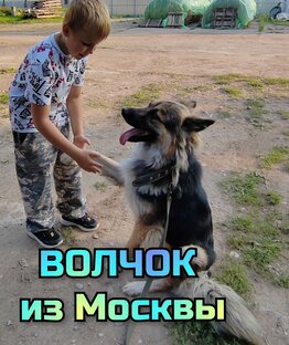 ВОЛЧОК из Москвы