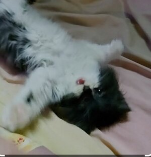 Дикий котенок Кузя 