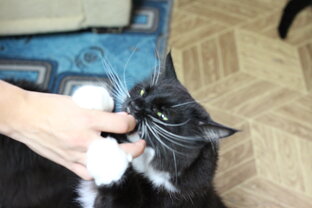 Обзоры вкусняшек