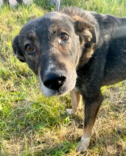 Видео наших питомцев