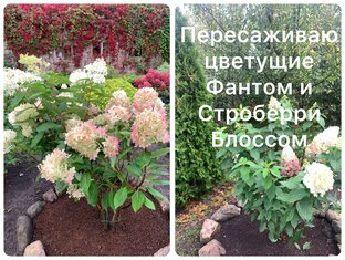 Пересадки в саду