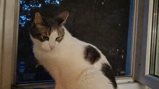 Кот Мурзик