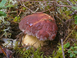 Прояснение трубчатых грибов