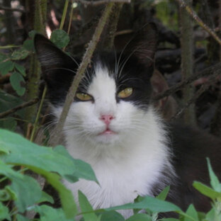 Кошки каждый день