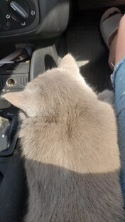 Наши котики, кормление, уход