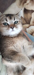 Мурррняшка.😽😽😽