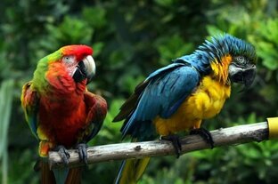 Смешные животные