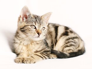 Всё про котов