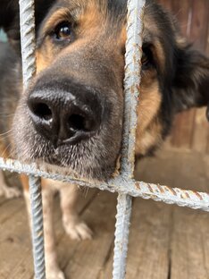 Школа «Просто Собаки»