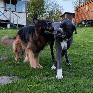 Игры с собаками