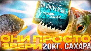 Сахарная брага или самогон из сахара 