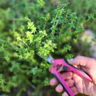 Сушим травы.