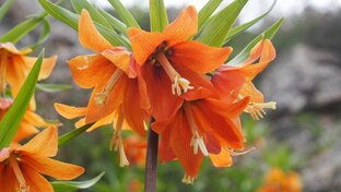 Баткенская область