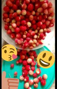 Вегетарианство, ЗОЖ, Сыроедение 