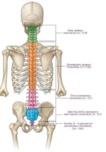 Восстановление позвоночника