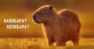 Милые животные 