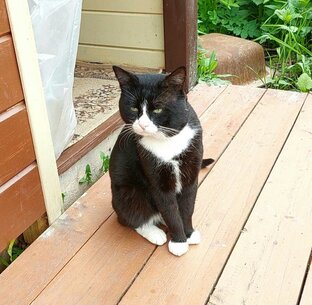 Котейкины друзья.