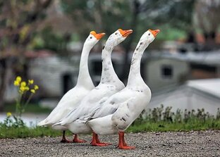 Гусиные Хитрости