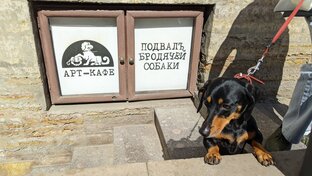 Лапами 🐶 (пешком) по Питеру.