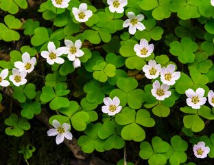 Чудеса растительного мира