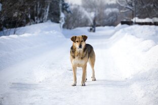 Собакены