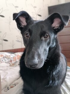 Мои любимые животные