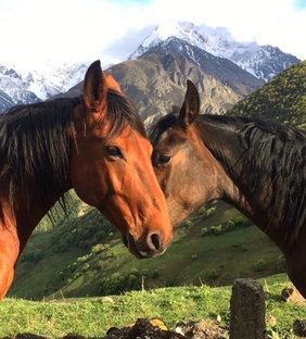 Животный мир🌍 