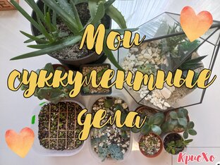 Мои другие  суккуленты