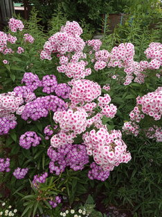 Цветы. 🌹🌷🥀🌼🌸🌻