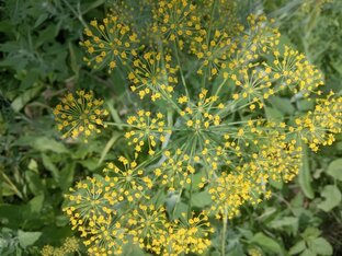 Дела садово-огородные