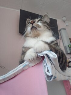 Коты на даче