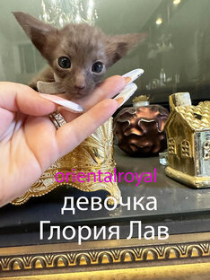 ориентальные котята