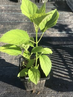 Посадка гортензии