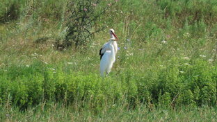 Птицы. Видео