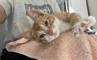 Про котенка Солнышко