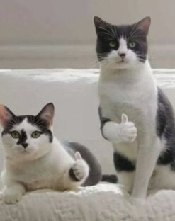 Кошки ПРИКОЛЫ 