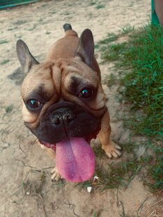 Собака Жора🐭