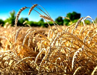 Сельское хозяйство