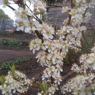 Чудо Сибирского Сада. Северное садоводство.