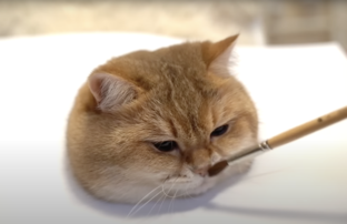 Рисуем кота