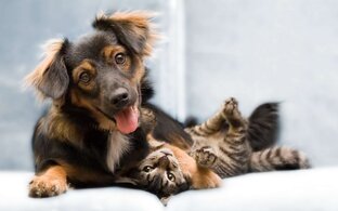 Любимцы дома: Приключения с хвостиками