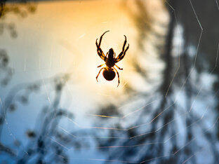 Как сделать красивое фото.  Правила фотографии, законы композиции.