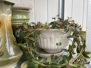 Сад одного окна