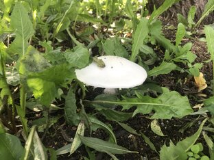 Наблюдение со стороны