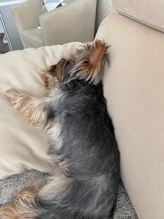 Просто кабачок