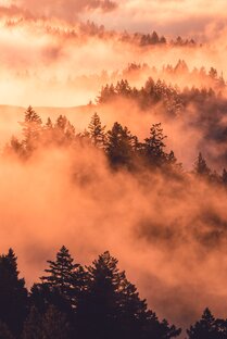 Легенды Зачарованного леса.