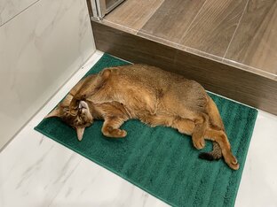 🐱🐾Дикси🐾🐱