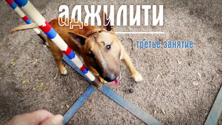 аджилити