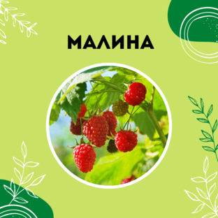 Про малину
